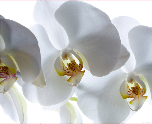 Sanders & Sanders fotobehang bloemen wit - 375 x 270 cm - 600478