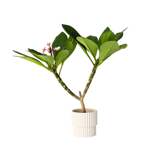 Plant in a Box bloeiende kamerplant Plumeria rubra Pink - hoogte 55-70cm - pot 17cm - vtwonen shop