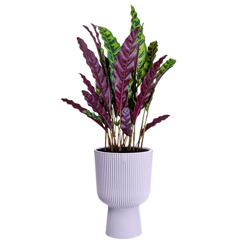 elho vibes fold coupe 30 zacht lila | Bloempot | Geschikt voor binnen