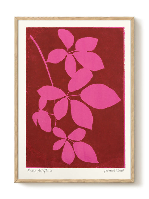 PrintedPlant - Albiflorus - PSTR studio Kunst Poster - vtwonen shop