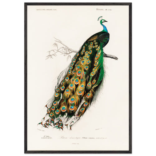 Poster met Lijst Charles Dessalines d'Orbigny - Indian peafowl (pavo cristatus)   - 70x100 cm -
