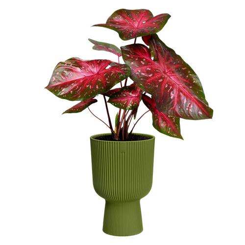 elho vibes fold coupe 30 varengroen | Bloempot | Geschikt voor binnen