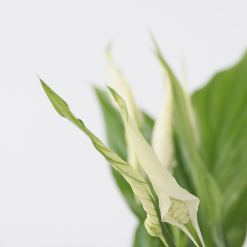 Plant in a Box kamerplant - Set van 2 Spathiphyllum Torelli - hoogte 30-45cm - pot 12cm - vtwonen shop