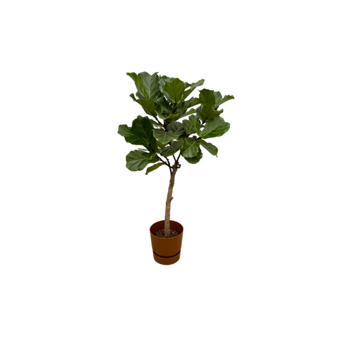 Trendyplants - Ficus Lyrata stam inclusief elho Greenville Round bruin - 160 cm - Ø30cm - vtwonen shop