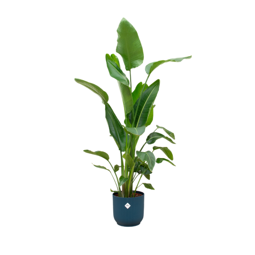 Trendyplants - Strelitzia Nicolai inclusief elho Vibes Fold Round blauw - 160 cm - Ø30cm - vtwonen shop