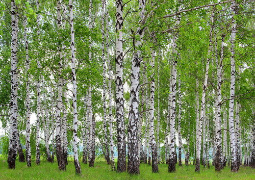 Sanders & Sanders fotobehang bosrijk landschap groen - 360 x 254 cm - 600384