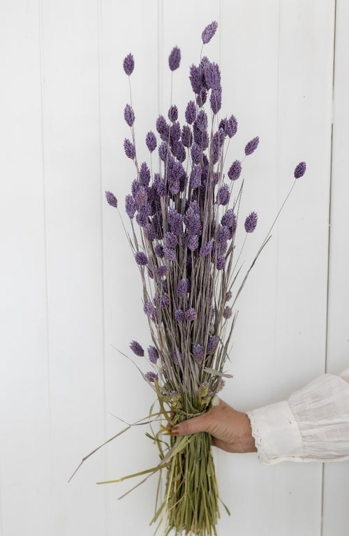 My Flowers.shop Milka paars gedroogd Kanariegras | Milka paarse Phalaris droogbloemen | Lengte ± 65 cm | Per bos - vtwonen shop