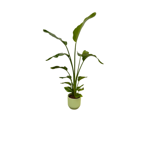 Trendyplants - Strelitzia Nicolai inclusief elho Vibes Fold Round groen - 100 cm - Ø18cm - vtwonen shop