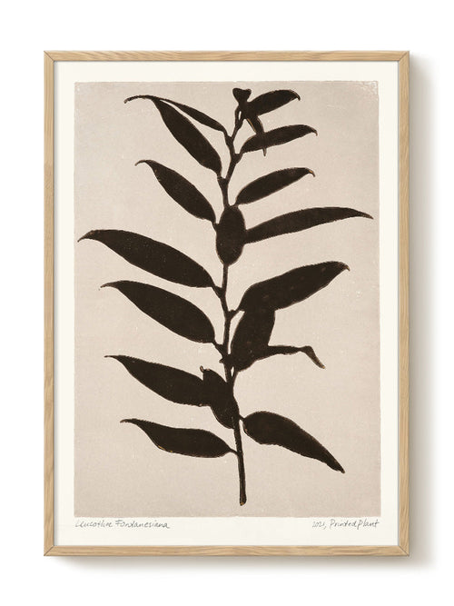 PrintedPlant - Leucothoe Fontanesiana - PSTR studio Kunst Poster - vtwonen shop