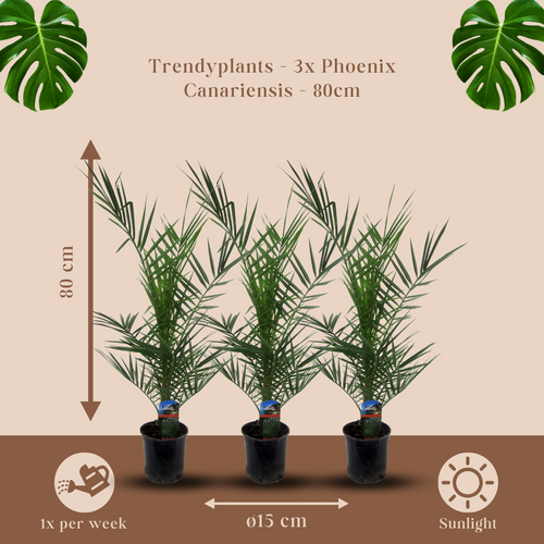 Trendyplants - 3x Phoenix Canariensis - Dadelpalm - Winterhard - Tuinplant - Hoogte 70-90 cm - Potmaat Ø15cm - vtwonen shop