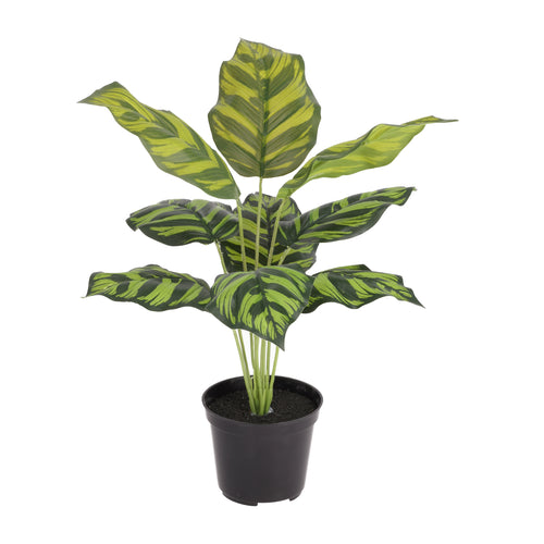 Maxifleur Calathea Maranta kunstplant 40cm in kweekpot
