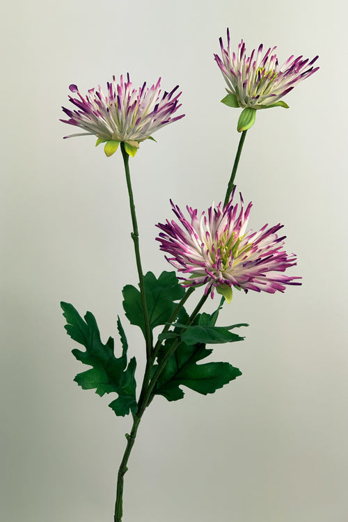 My Flowers.shop Witroze chrysant zijden bloem | Lengte 73 centimeter | Per stuk - vtwonen shop