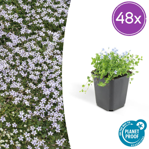 Trendyplants - Isotoma fluviatilis - 48 stuks - Blauwkussen / Kruiplobelia - Winterhard - Hoogte 10-30 cm - Potmaat Ø9cm - vtwonen shop