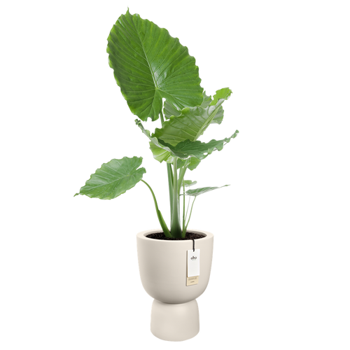elho amber coupe 35 linnen wit | Bloempot |Premium statementdesign