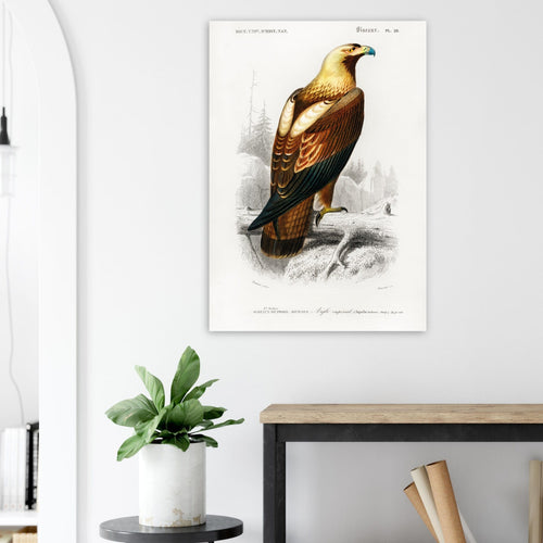 Artfulprints  Charles Dessalines d'Orbigny - Eastern imperial eagle (aquila heliaca)   poster 30x40 cm - vtwonen shop