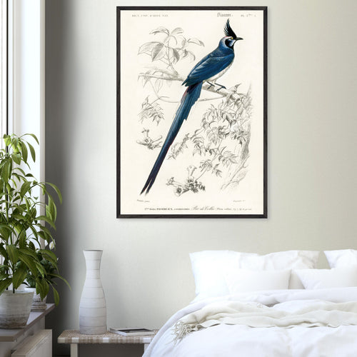 Artfulprints Poster met Lijst Charles Dessalines d'Orbigny - Black-throated magpie-jay (pica colliei)   - A4 21x29.7 cm - Blauw