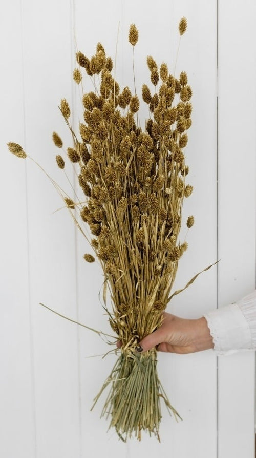 My Flowers.shop Goudkleurig gedroogd Kanariegras | Goudkleurige Phalaris droogbloemen | Lengte ± 65 cm | Per bos - vtwonen shop