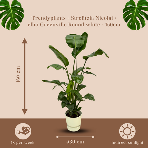 Trendyplants - Strelitzia Nicolai inclusief elho Greenville Round wit - 160 cm - Ø30cm - vtwonen shop