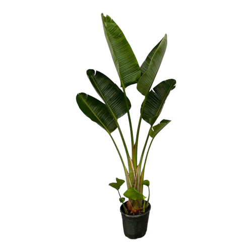 Trendyplants - Strelitzia Augusta - Paradijsvogelbloem - Kamerplant - Hoogte 200-220 cm - Potmaat Ø30cm - vtwonen shop