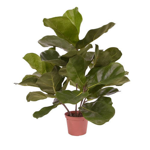 Maxifleur Royal Lyrata kunstplant 45cm