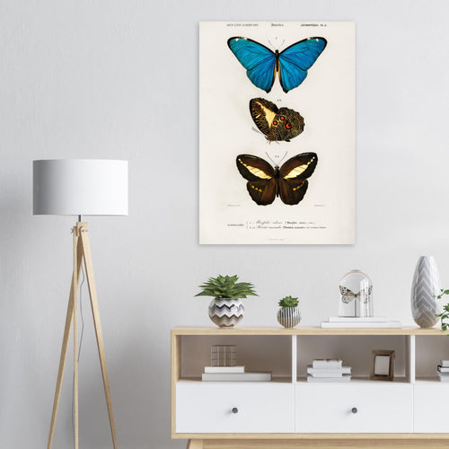 Artfulprints  Charles Dessalines d'Orbigny - Different types of butterfly   poster 70x100 cm - vtwonen shop