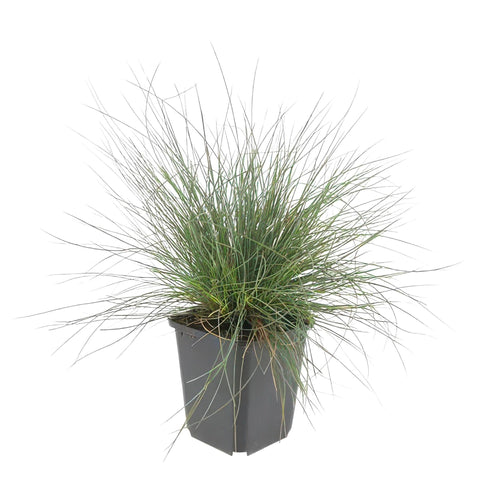 Trendyplants - Festuca glauca 'Elijah Blue' - 20 stuks - Zwenkgras - Winterhard  - Hoogte 10-25cm - Potmaat Ø9cm - vtwonen shop