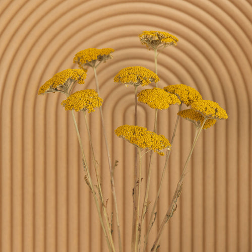 My Flowers.shop Geel naturel gedroogd Duizendblad | Geel naturelle Achillea Parker droogbloemen | 10 stelen per bos | Lengte 65 centimeter - vtwonen shop