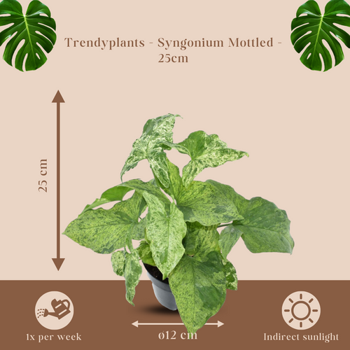 Trendyplants - Syngonium Mottled - Kamerplant - Hoogte 15-35 cm - Potmaat Ø12cm - vtwonen shop