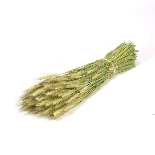 My Flowers.shop Triticale natuurlijk groene droogbloemen | Lengte ± 70 cm | Per bos - vtwonen shop