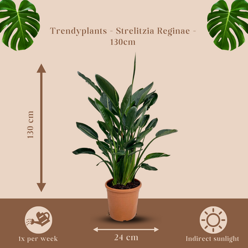 Trendyplants - Strelitzia Reginae - Paradijsvogelbloem - Kamerplant - Hoogte 120-140 cm - Potmaat Ø24cm - vtwonen shop