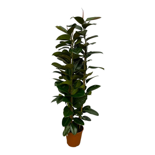 Trendyplants - Ficus Elastica Robusta struik - Rubberboom - Hoogte 160-180 cm - Potmaat Ø27cm - vtwonen shop