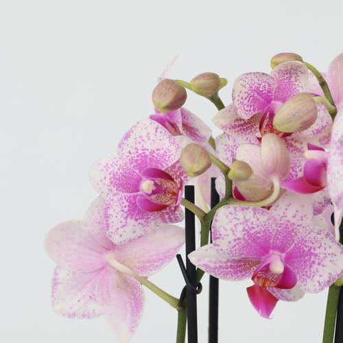 Plant in a Box Phalaenopsis Orchidee roze - Hoogte 35-45cm - Pot 12cm - vtwonen shop