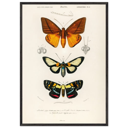 Artfulprints Poster met Lijst Charles Dessalines d'Orbigny - Collection of moths   - 70x100 cm - Oranje
