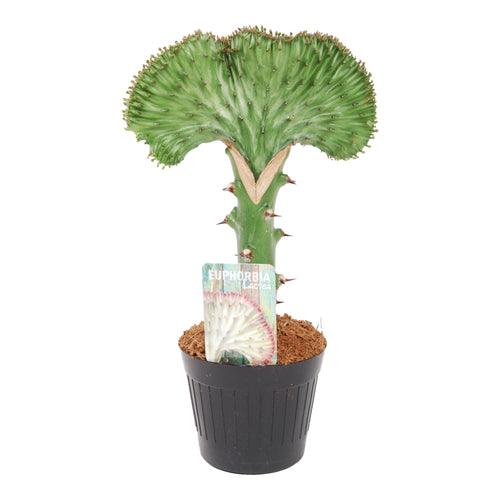 Trendyplants special - Euphorbia lactea Cristata groen - Cactus - Hoogte 20-40 cm - Potmaat Ø10,5cm - vtwonen shop