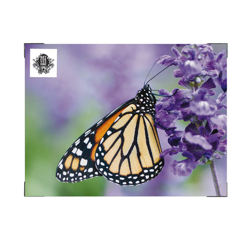 Art for the Home Buitencanvas - Vlinder - 50x70cm