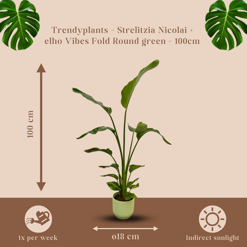 Trendyplants - Strelitzia Nicolai inclusief elho Vibes Fold Round groen - 100 cm - Ø18cm - vtwonen shop