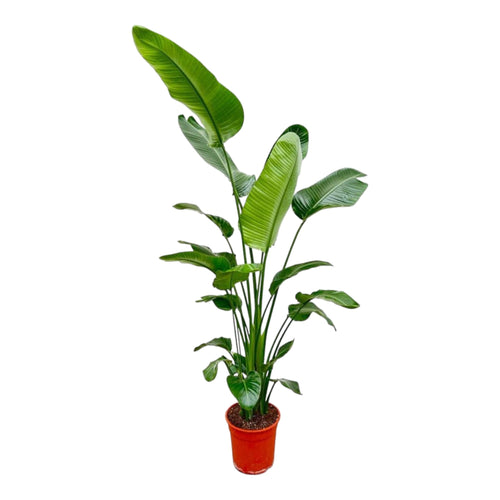 Trendyplants - Strelitzia Nicolai - Paradijsvogelbloem - Kamerplant - Hoogte 190-210 cm - Potmaat Ø27cm - vtwonen shop