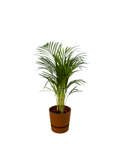 Trendyplants - Areca palm - ↨85cm - Ø19cm inclusief elho Greenville Round bruin Ø24cm x ↨23cm - vtwonen shop