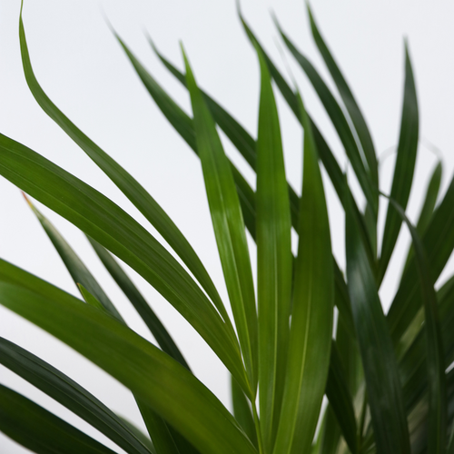 Plant in a Box kamerplant - Set van 2 Spathiphyllum - Dypsis lutescens - hoogte 60-75cm - pot 17cm - vtwonen shop