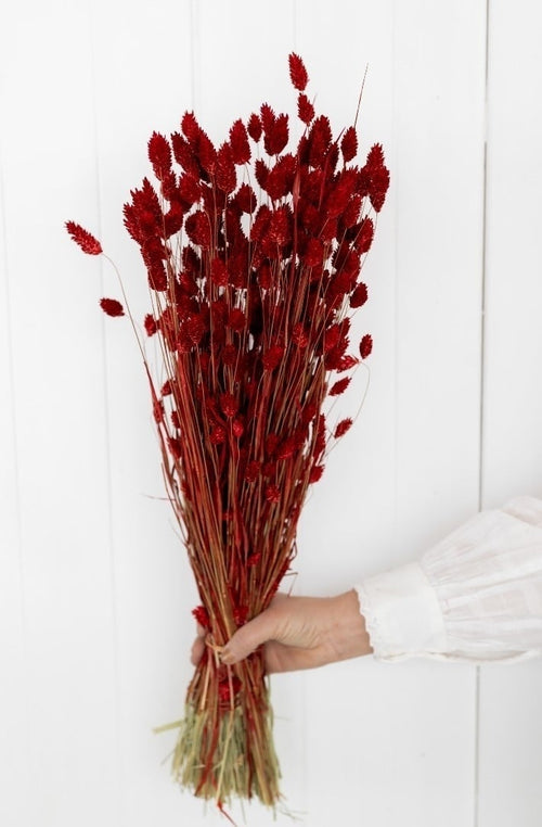 My Flowers.shop Rood gedroogd Kanariegras | Rode Phalaris droogbloemen | Lengte ± 65 cm | Per bos - vtwonen shop