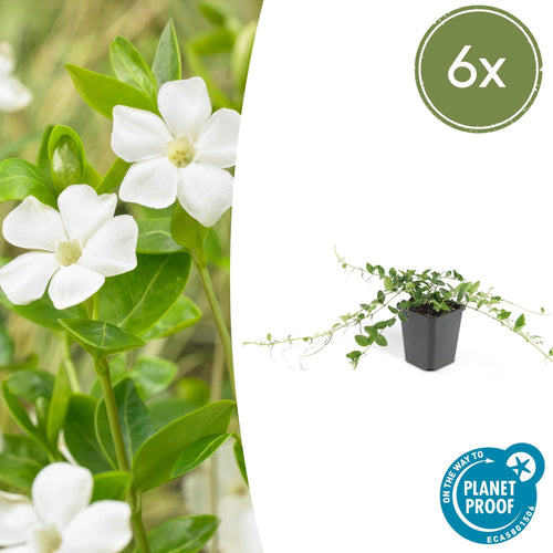 Trendyplants - Vinca minor 'Alba' - 6 stuks - Maagdenpalm - Winterhard - Hoogte 10-25cm - Potmaat Ø9cm - vtwonen shop