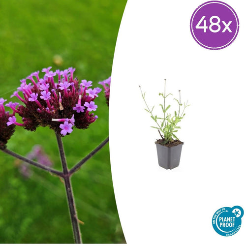 Trendyplants - Verbena bonariensis 'Lollipop' - 48 stuks - IJzerhard - Winterhard - Hoogte 10-30 cm - Potmaat Ø9cm - vtwonen shop