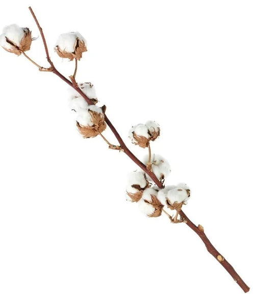 My Flowers.shop Gedroogde katoentakken | 7 - 9 katoenbollen per tak | Lengte 65 - 80 centimeter - vtwonen shop