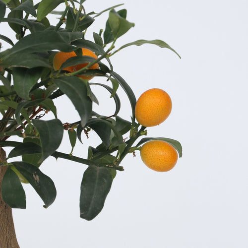 Plant in a Box fruitboom Citrus microcarpa fortunella Kumquat - hoogte 50-60cm - pot 19cm - vtwonen shop