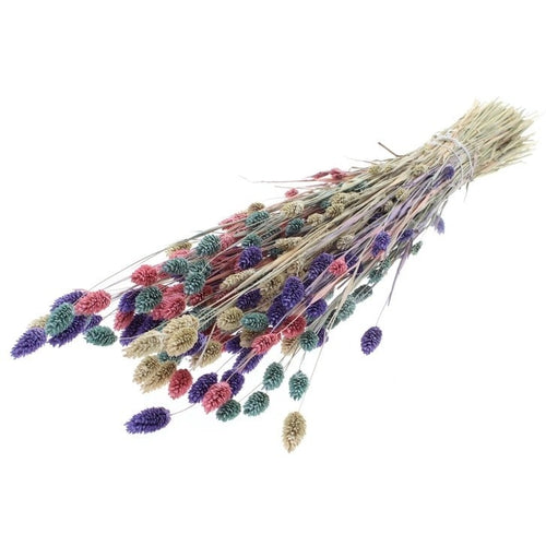 Boeket droogbloemen Phalaris Pastel Mix |  | Lengte ± 65 centimeter | Gewicht ± 175 gram - vtwonen shop