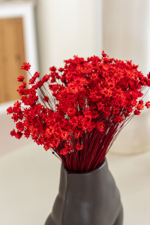 My Flowers.shop Rood gedroogde Klokjesbloemen | Rode Glixia Star Flowers droogbloemen | Lengte ± 50 cm | Per bos - vtwonen shop