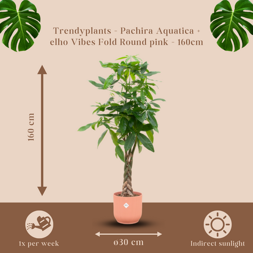 Trendyplants - Pachira Aquatica inclusief elho Vibes Fold Round roze - 160 cm - Ø30cm - vtwonen shop