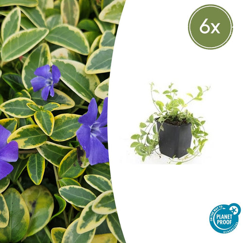 Trendyplants - Vinca minor 'Aureovariegata' - 6 stuks - Maagdenpalm - Winterhard - Hoogte 10-30 cm - Potmaat Ø9cm - vtwonen shop