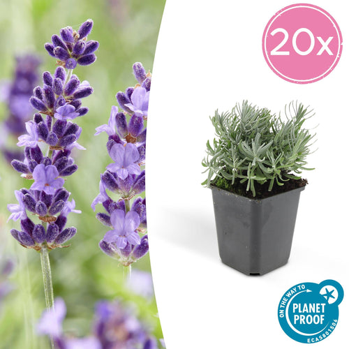 Trendyplants - Lavandula 'Hidcote' - 20 stuks - Lavendel  - Winterhard - Hoogte 10-25 cm - Potmaat Ø9cm - vtwonen shop
