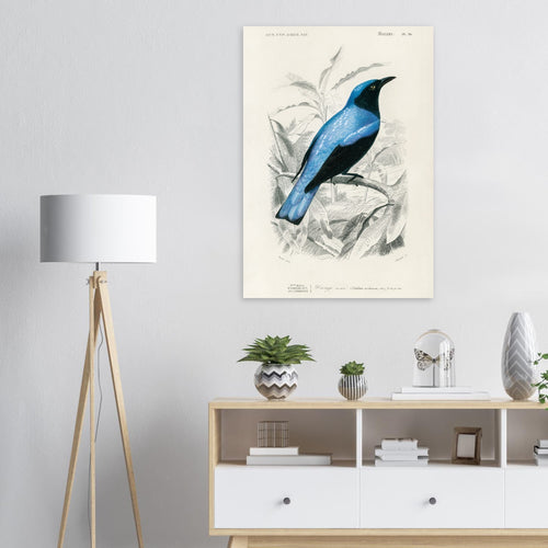 Artfulprints  Charles Dessalines d'Orbigny - Square-tailed drongo (Edoius caerulescens)   poster 70x100 cm - vtwonen shop